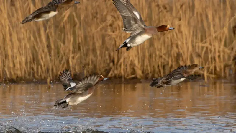 canard siffleur