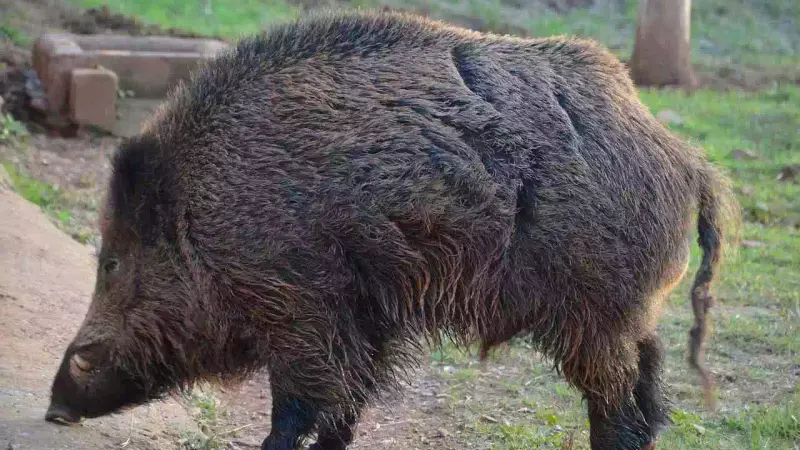 sanglier de 200kg dans l'Aisne