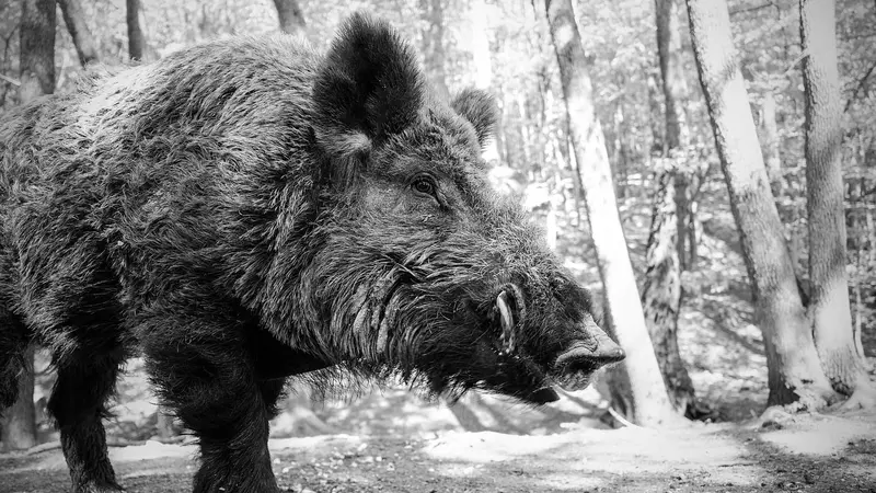 Les États-Unis s’inquiètent de ne pas réussir à contenir les « super pigs »