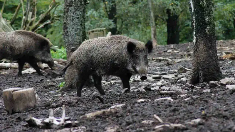 Chasse du sanglier jusqu'au 31 mai dans le Lot