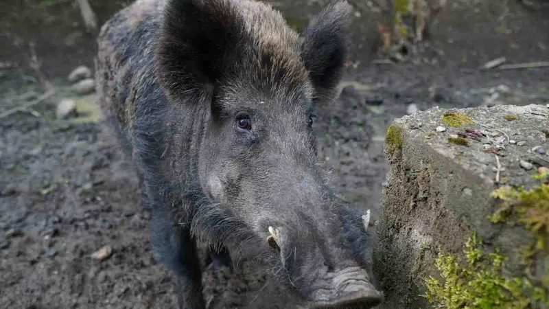 Sanglier dans un appartement à Verviers