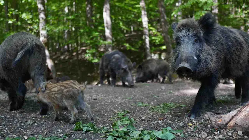 Les chasseurs offrent 6 sangliers à la banque alimentaire