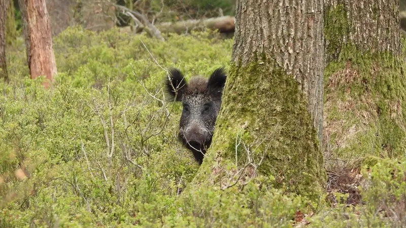 Dégâts de sangliers dans le Morbihan : des habitants excédés et des chasseurs les mains liées
