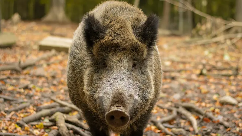 Les chasseurs de la Vienne veulent développer leur filière venaison