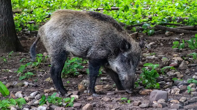 Aude : les chasseurs restent fermes face au Conservatoire du littoral qui essaie de piocher dans leur portefeuille