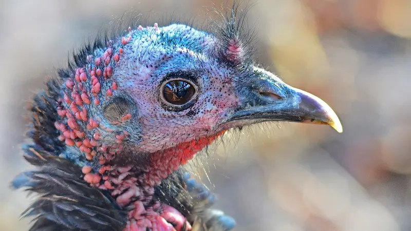 17.500 dindes abattues grippe aviaire