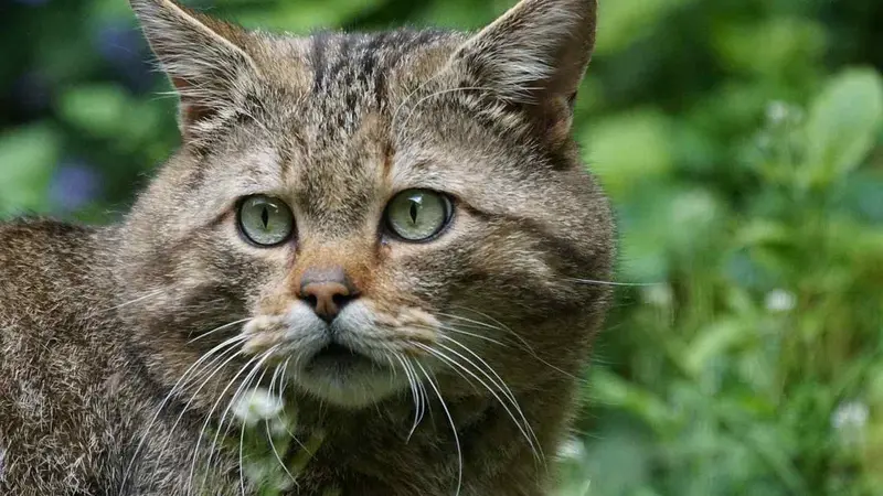 Concours de chasse aux chats sauvages