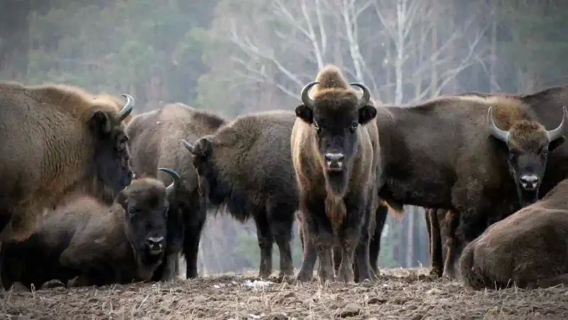 Bison d'Europe