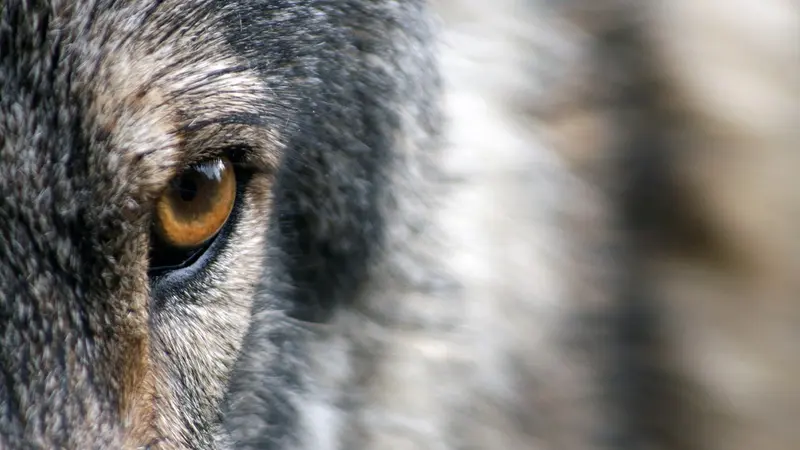 nombre de loup revu à la hausse en France