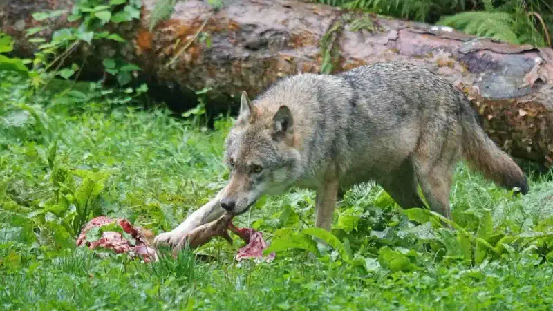 Loup tué dans la Drôme