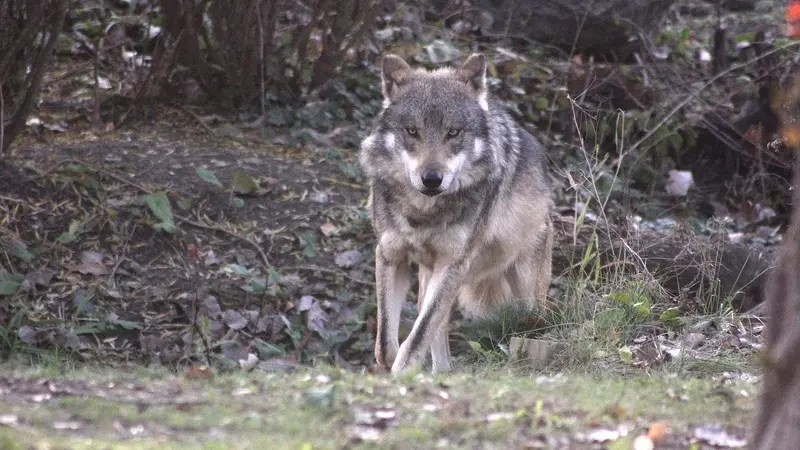 Un des loups en fuite abattu en Charente-Maritime