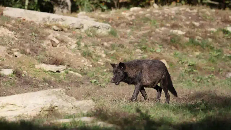 Loup de Mackenzie