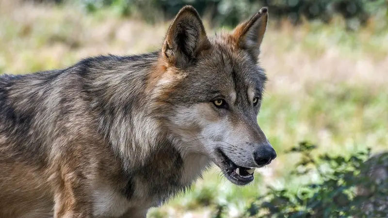 Attaque de loup : 12 moutons tués dans le Jura.