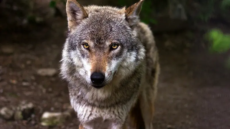 Loup dans les Ardennes : entre interrogations et dégâts sur les troupeaux