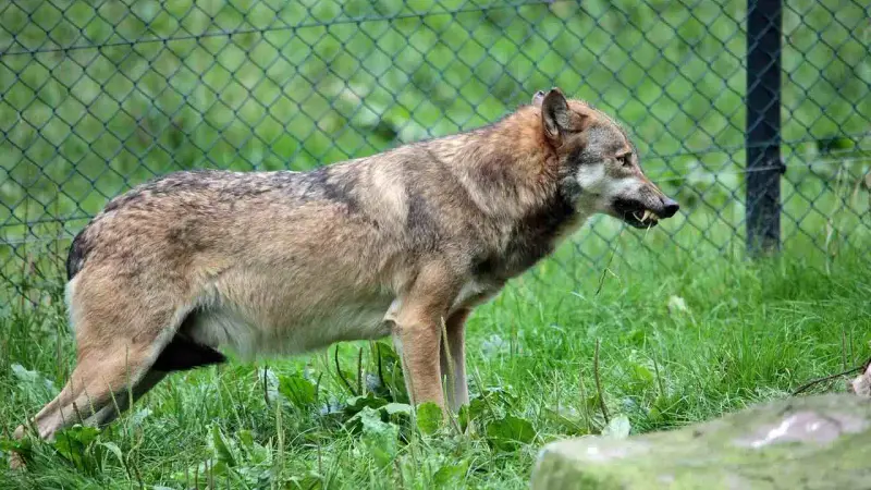 Attaque de loup aux Pays-Bas