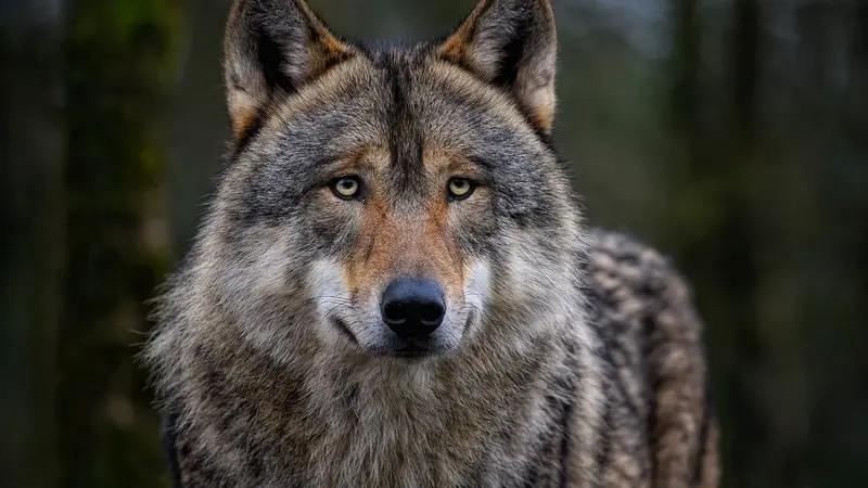Nouveau plan national loup