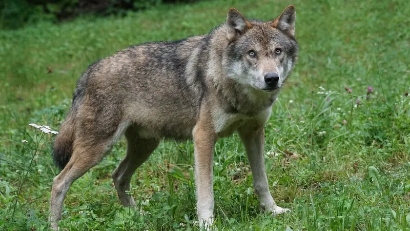 Une récolte de signatures pour chasser le loup toute l’année a débuté en Suisse