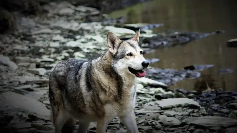 chien loup