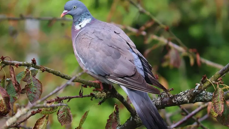 Suspension de la chasse du gibier à plumes sur 3 départements à cause de la grippe aviaire