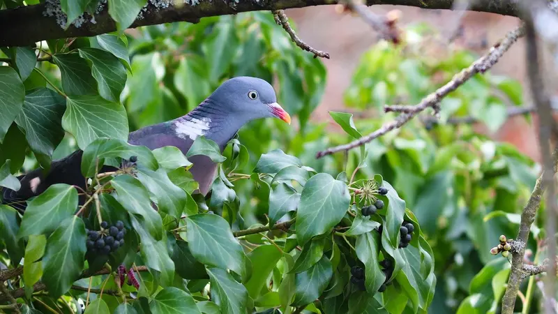 Chasseurs et agriculteurs en colère face à la suspension de la chasse aux pigeons dans l’Aude