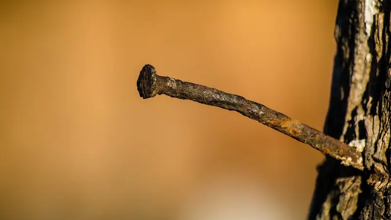Des écologistes piègent des arbres en forêt à l’aide de clous contre les bucherons