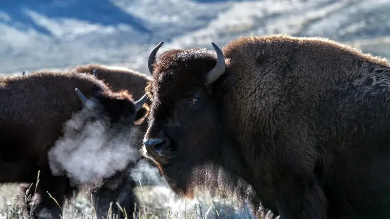 Plus de 1000 bisons ont été chassés cette année près de Yellowstone