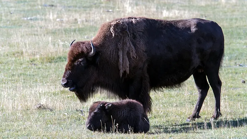 Un petit bison euthanasié à Yellowstone après avoir été touché par un touriste