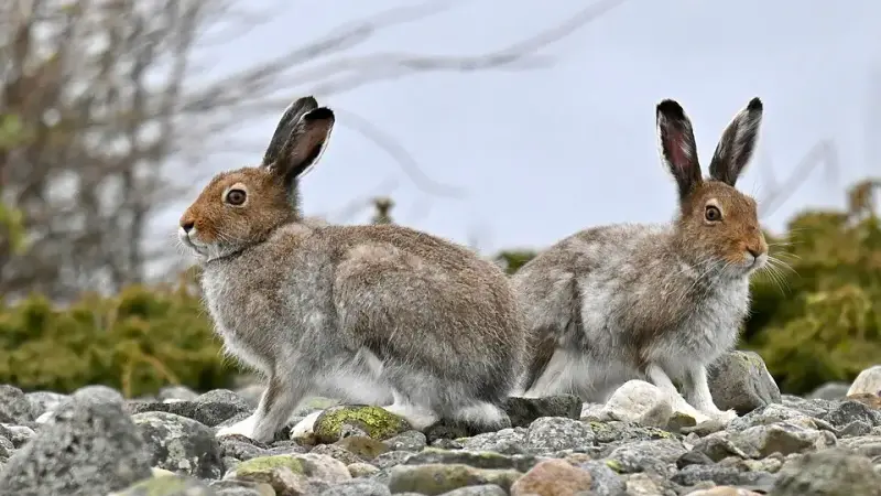 Lepus Timidus lievre variable