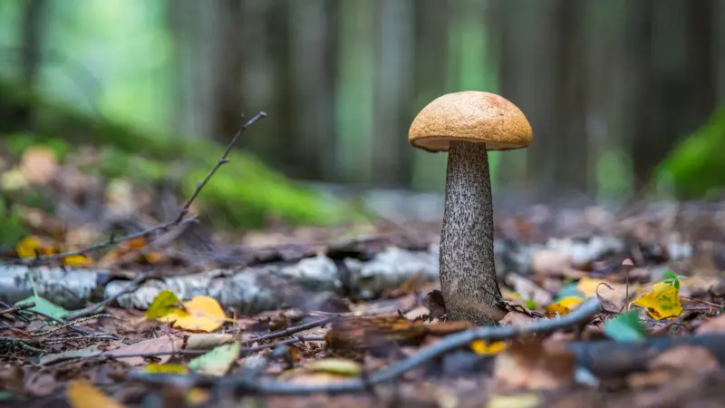cepes