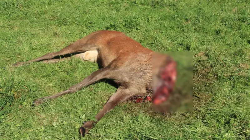 Cerf avec la tête sciée : 2 braconniers en garde à vue