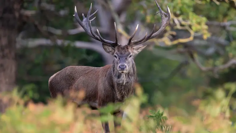 Voici le top 3 des départements où il se tue le plus de cerfs en France.