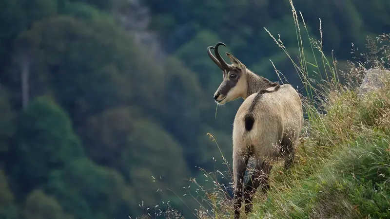 chamois