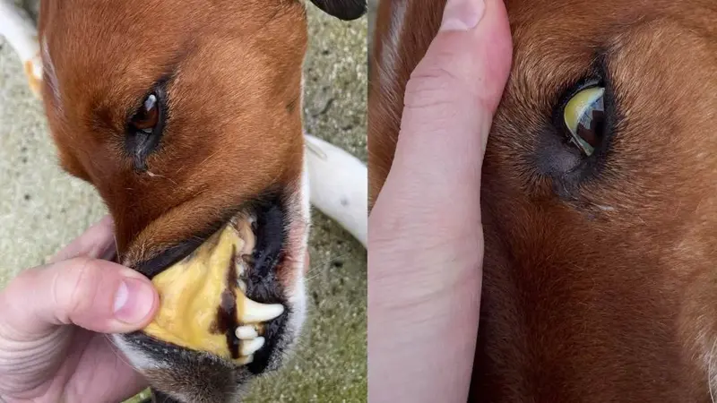 chien piroplasmose
