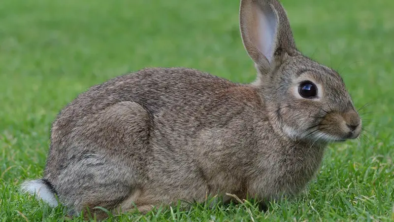 lapin de garenne