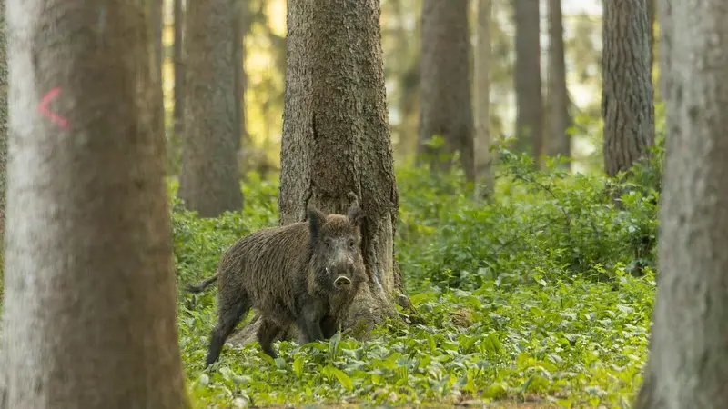 sanglier oise