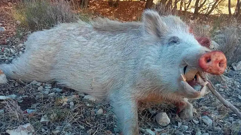 sanglier blanc ok