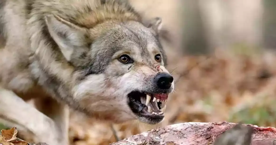 attaque de loup