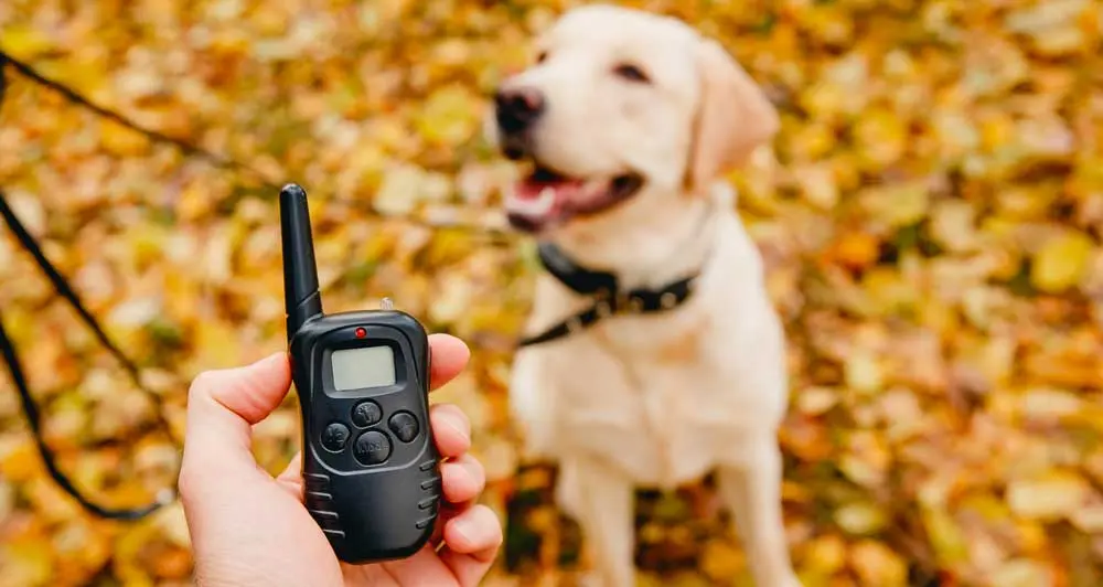 Le gouvernement prévoit l’interdiction prochaine des colliers électriques dans un plan pour le bien-être animal