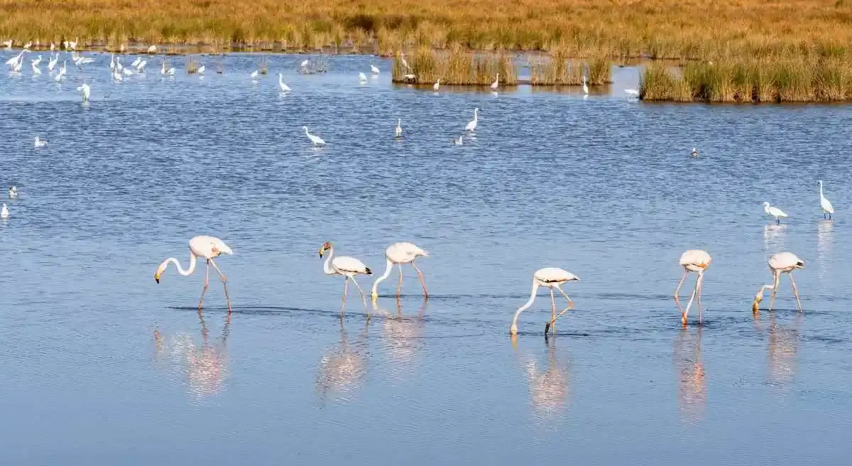Renards et goélands ont décimé la reproduction des flamants roses en Espagne