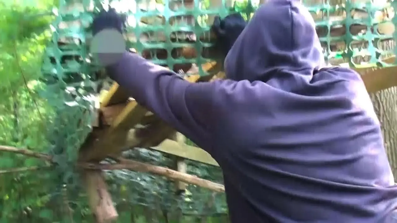Des activistes anti-chasse se filment détruire un mirador et publient la vidéo sur YouTube
