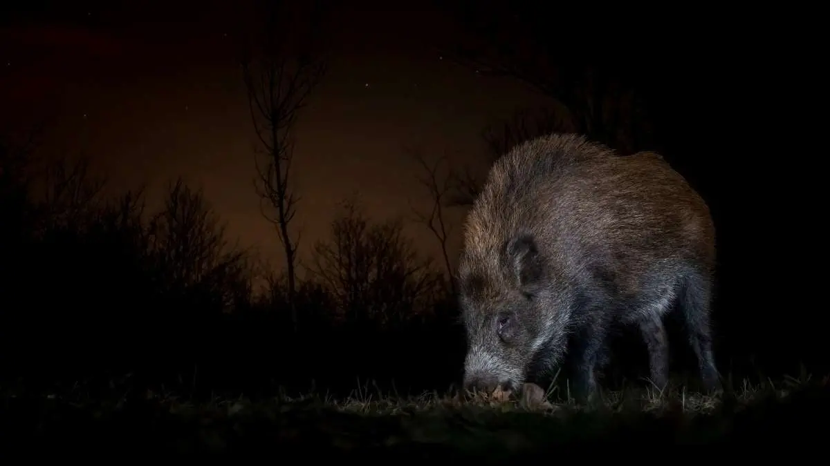 Ce pays voisin de la France s’apprête à autoriser la chasse de nuit