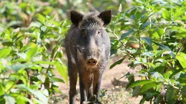Abattage des sangliers dans l’agglomération d’Angoulême
