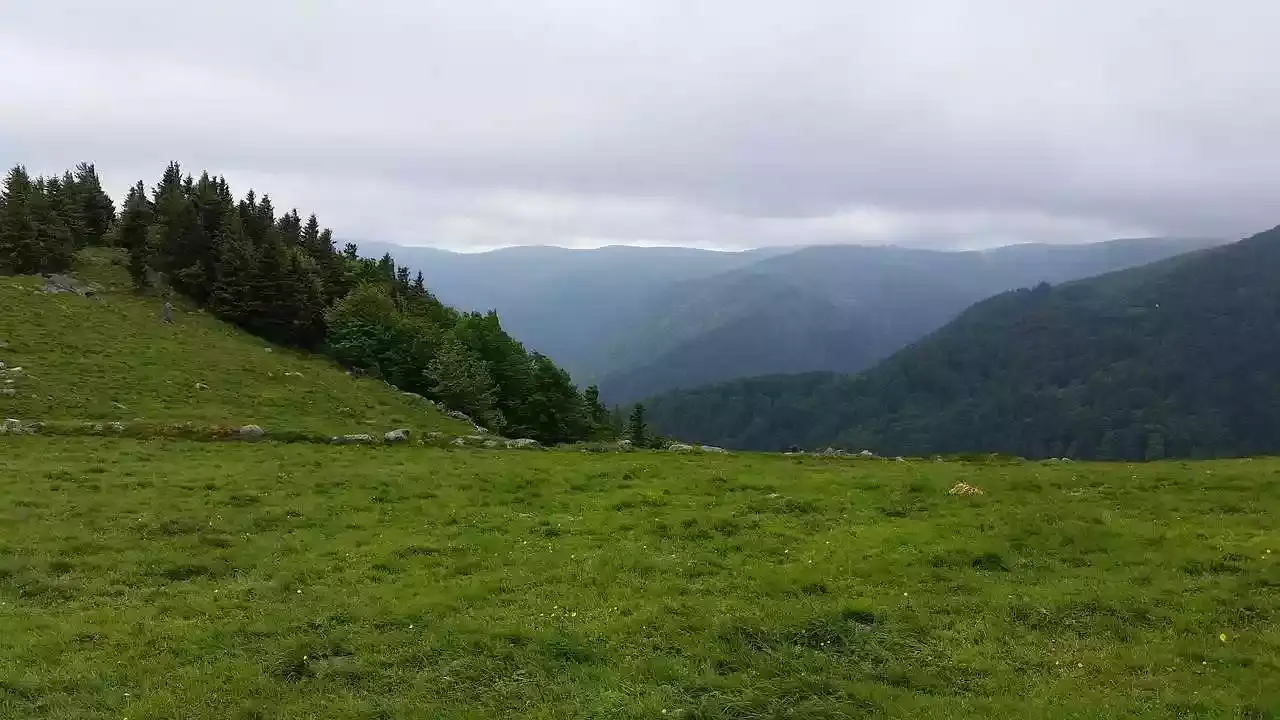 Forêt dans les Vosges