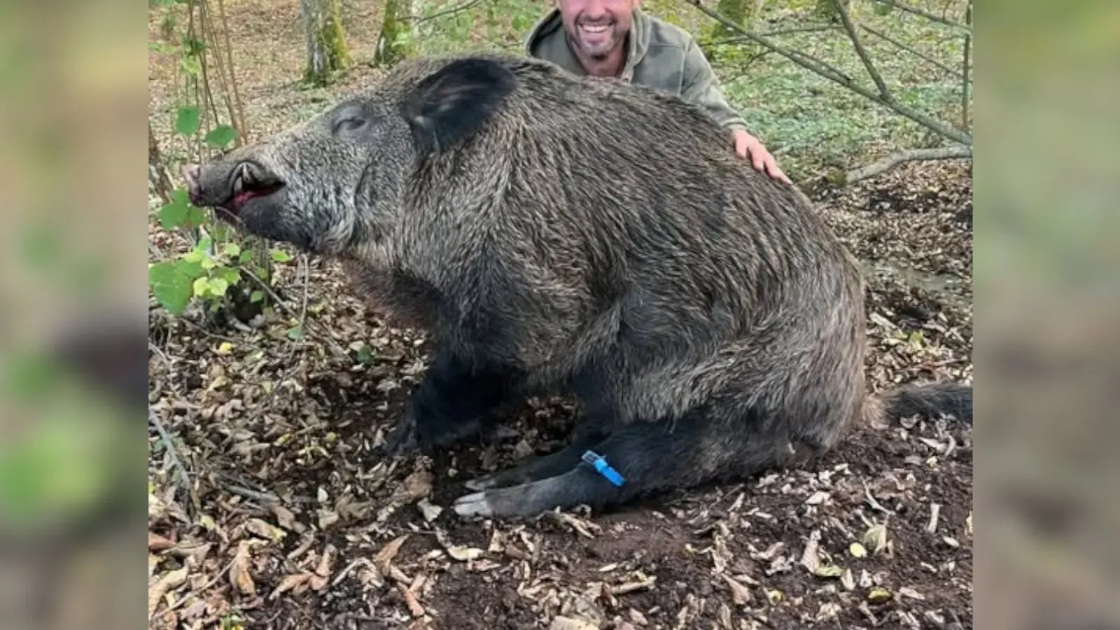 sanglier 140kg nievre
