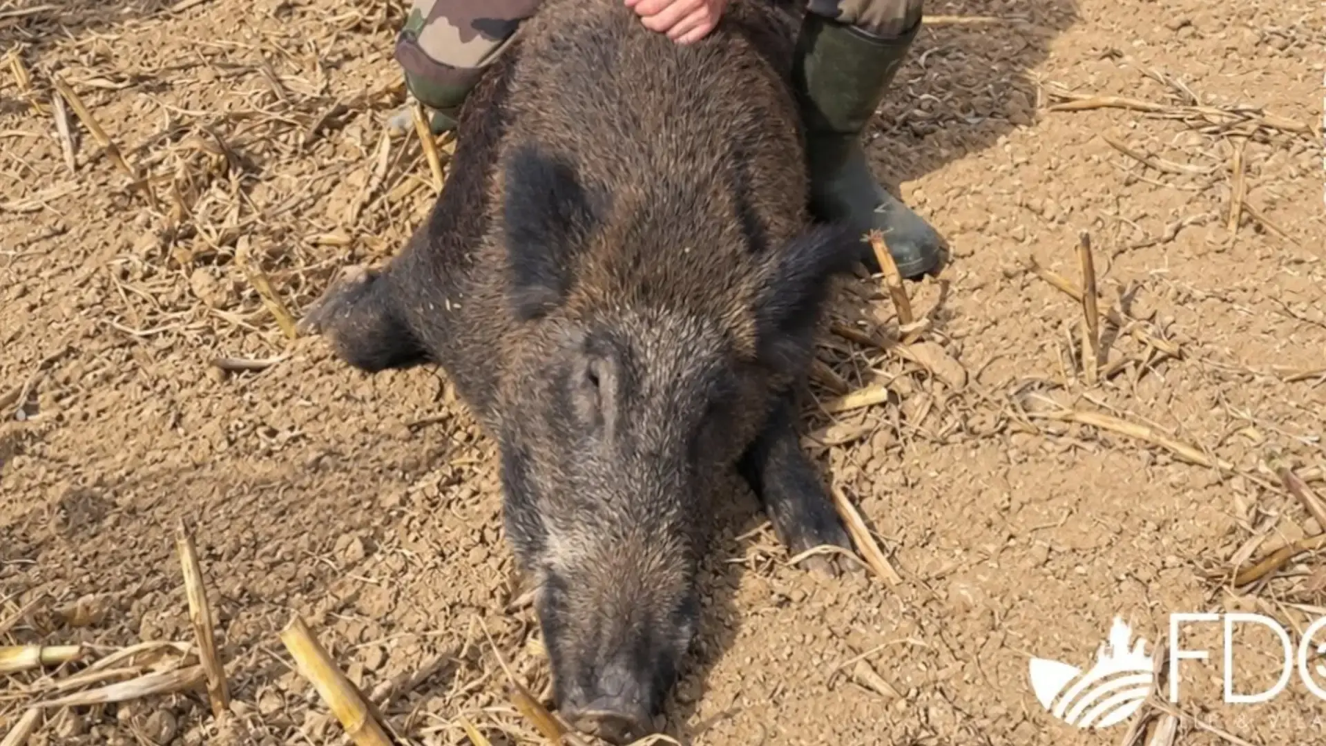sanglier 141kg fdc35