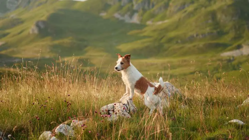 Un chien de chasse vient de rester plus de 2 mois près du corps de son maître disparu