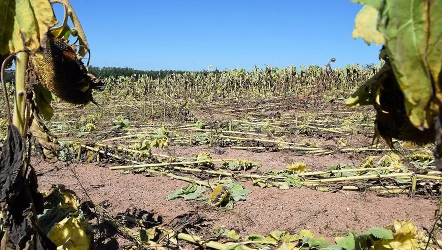 Aveyron : des antis OGM saccagent un champ de tournesol non OGM
