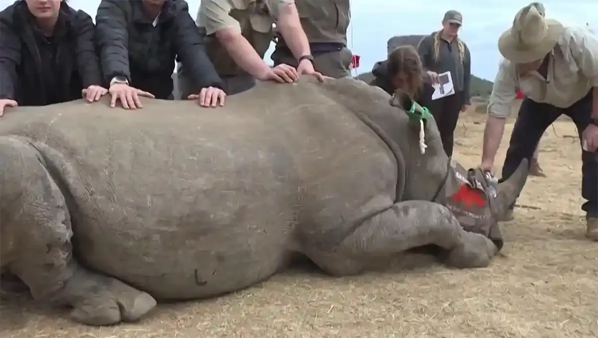 Des rhinocéros radioactifs contre le braconnage