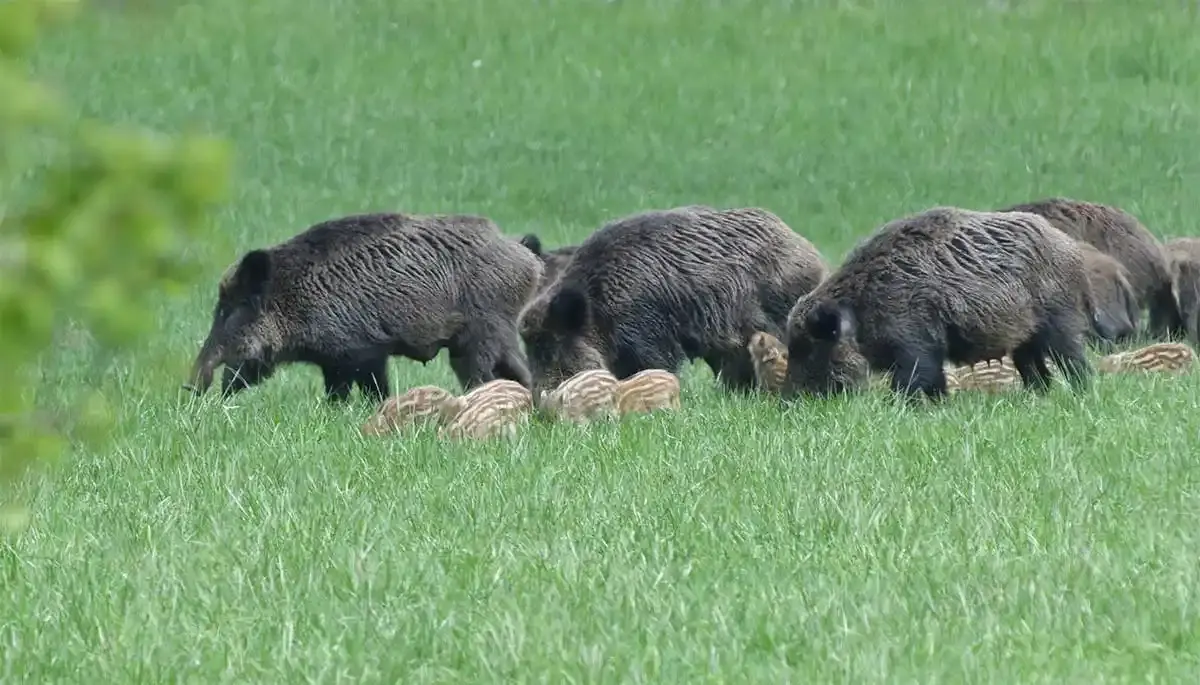 L’interdiction de l’agrainage déclenche un référendum chez les chasseurs de l’Aisne