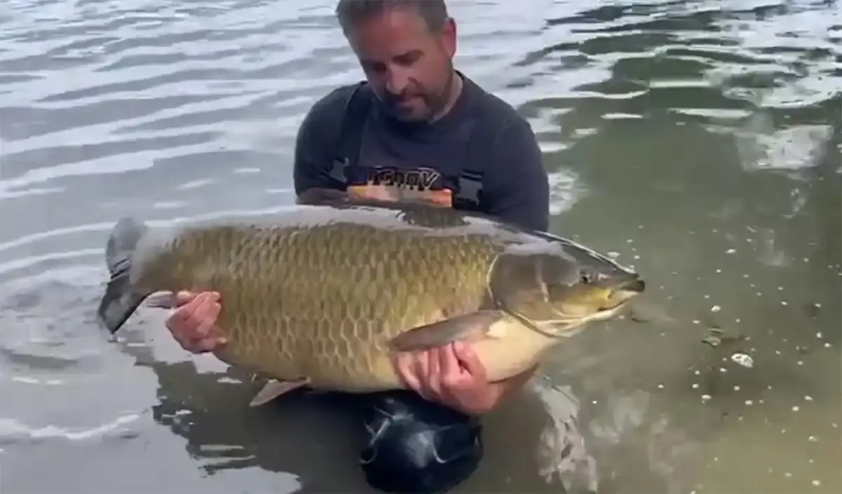 Pêche : un amour blanc record de 42,10 kg pêché en Côte-d’Or